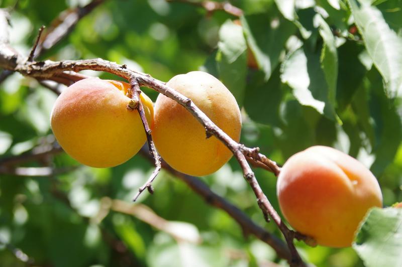 3 Bedroom Property for Sale in Citrusdal Western Cape